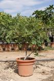 Ficus carica - vijgeboom in struikformaat