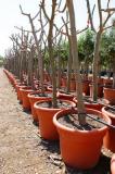 Ficus Carica - Fig tree in Root Ball Grid