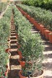 Olea europaea - olivier arbuste