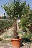Trachycarpus fortunei - Trachycarpuspalm