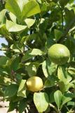 Citrus lemon - lemon tree