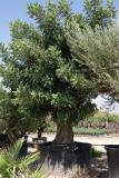 Ceratonia siliqua - great carob tree